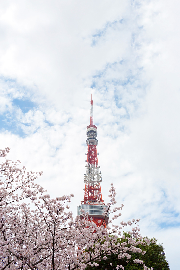 Tokyo Tower with sakura blossoms surrounded