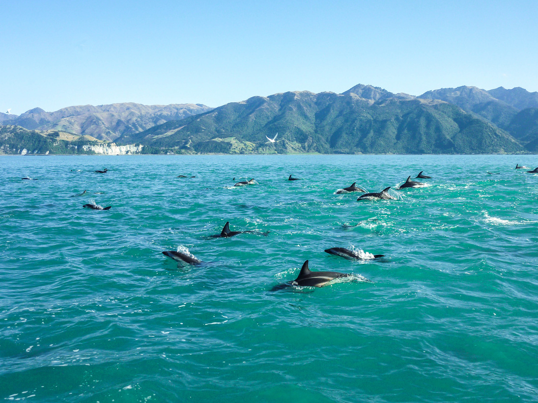 New Zealand - Jumping Dolphins